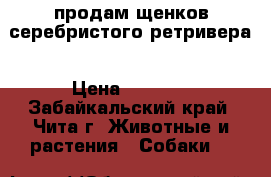 продам щенков серебристого ретривера › Цена ­ 1 500 - Забайкальский край, Чита г. Животные и растения » Собаки   